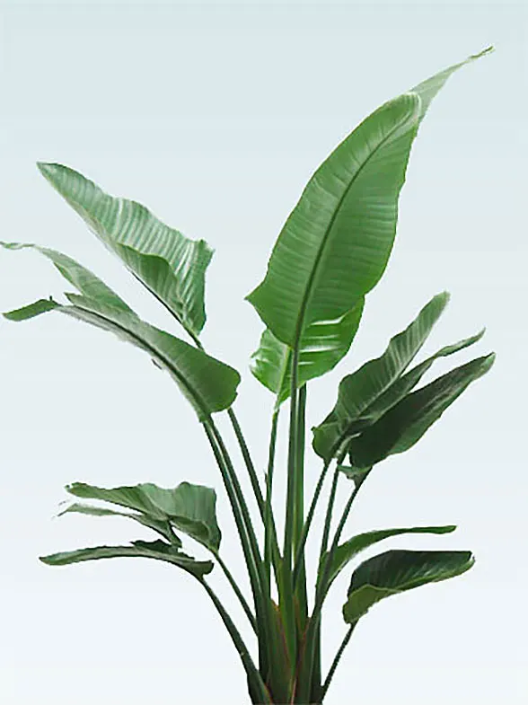 ストレリチア オーガスタ 陶器鉢 ラウンドタイプ白色 Lサイズ 観葉植物の販売 通販の観葉植物のオアシス