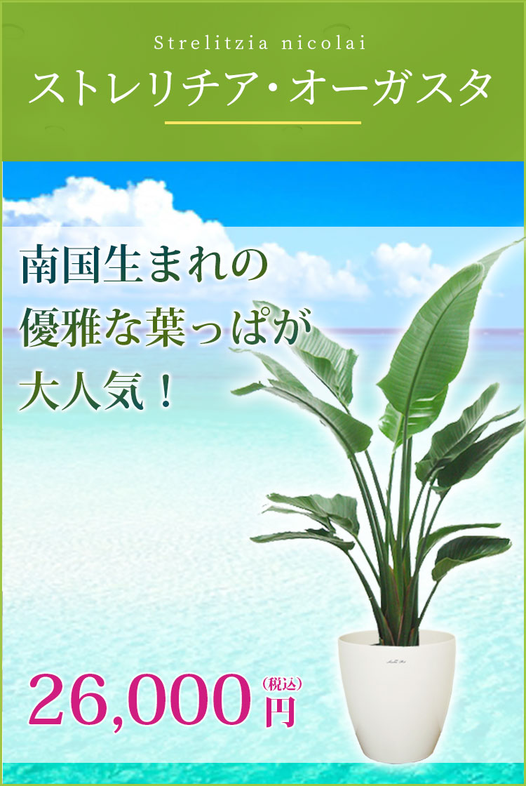 ストレリチア オーガスタ 籐かご付 ダークブラウン色 L サイズ 観葉植物の販売 通販の観葉植物のオアシス