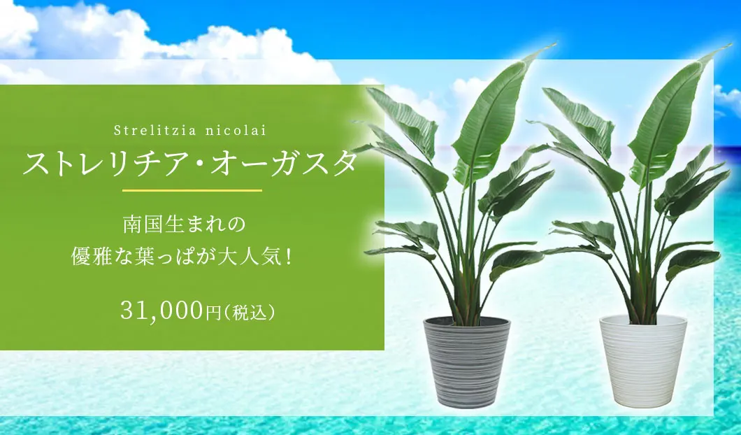 ストレリチア・オーガスタ 観葉植物 31,000円(税込)