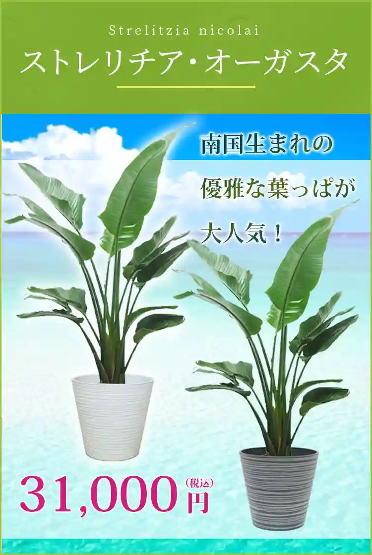 ストレリチア・オーガスタ 観葉植物 31,000円(税込)