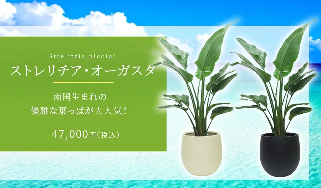 ストレリチア・オーガスタ 観葉植物 47,000円(税込)