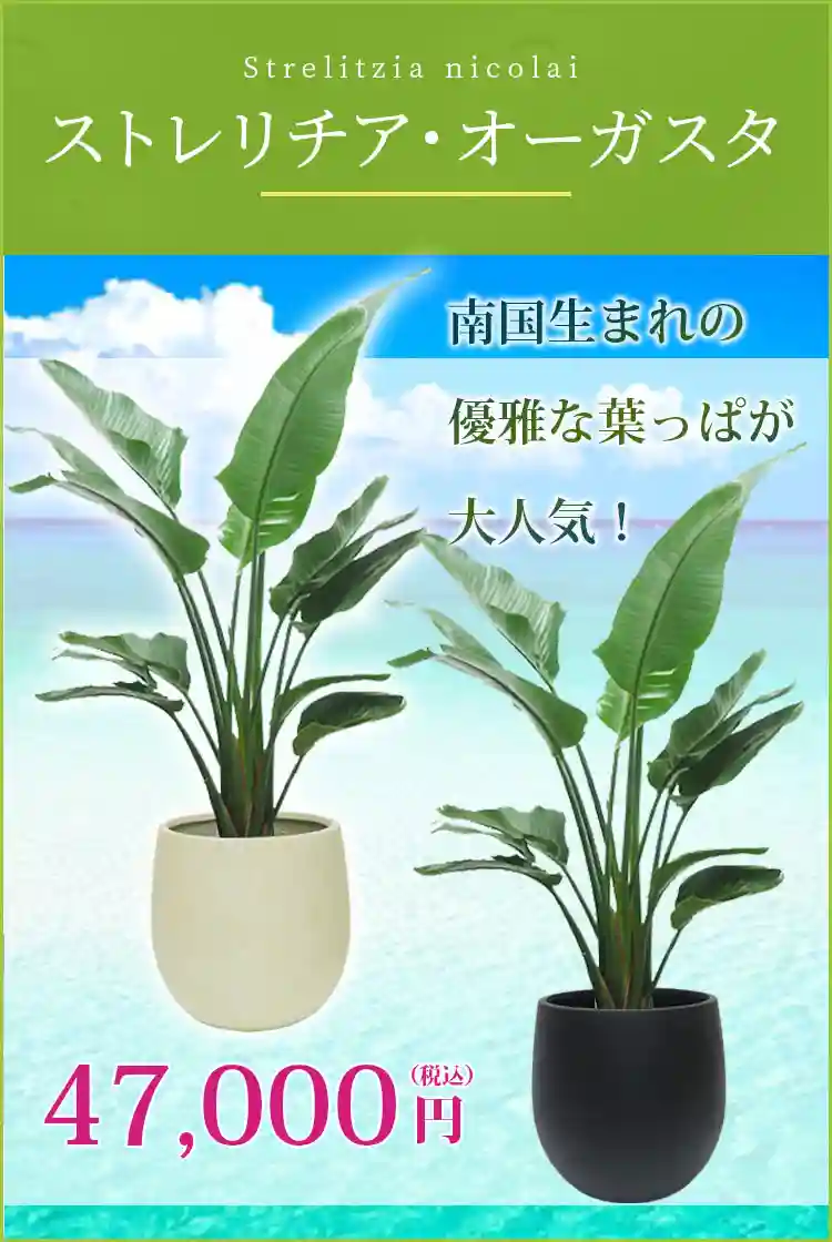 ストレリチア・オーガスタ 観葉植物 47,000円(税込)