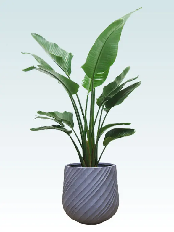 ストレリチア・オーガスタ 大鉢Lサイズ スパイラル型、グラスファイバー製鉢カバー付