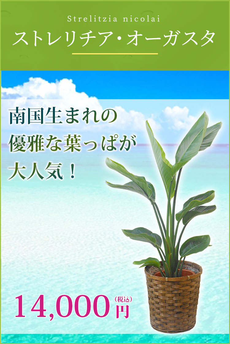 ストレリチア オーガスタ 籐かご付 ダークブラウン色 ｍサイズ 観葉植物の販売 通販の観葉植物のオアシス