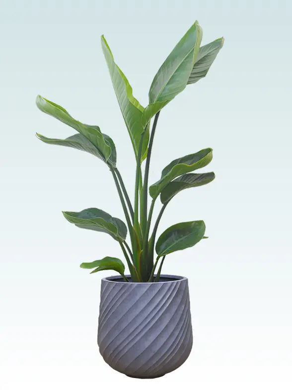 ストレリチア・オーガスタ Mサイズ スパイラル型、グラスファイバー製鉢カバー付