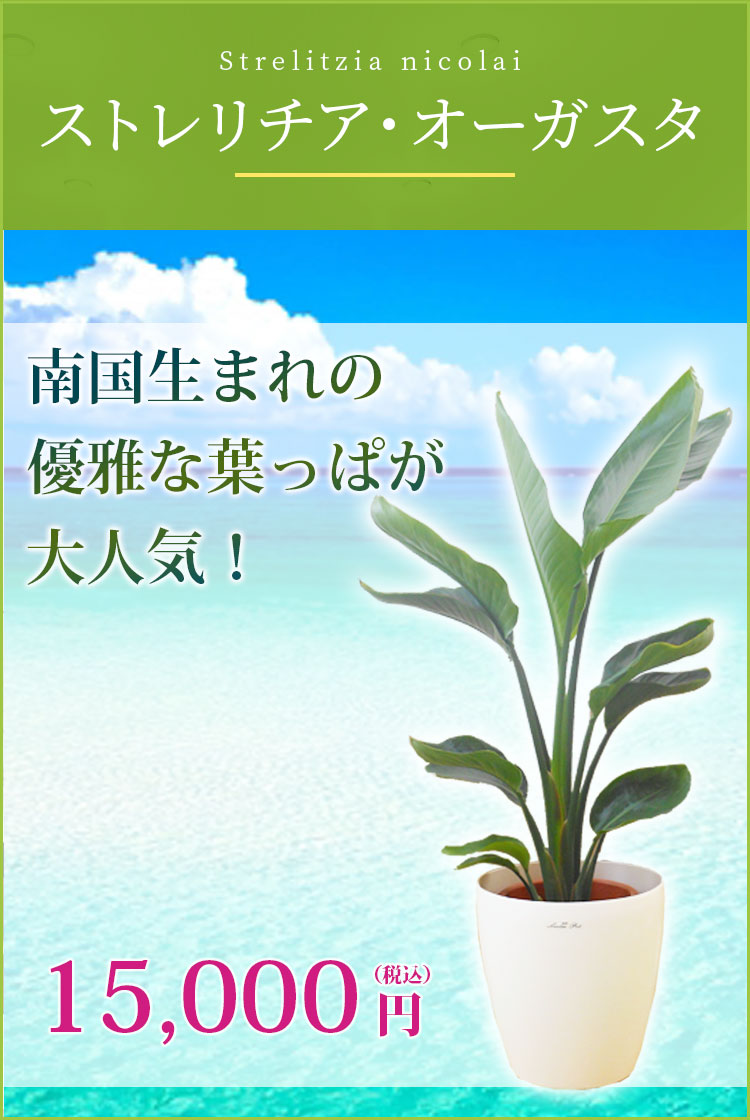 ストレリチア オーガスタ ラスターポット付 ｍサイズ 観葉植物の販売 通販の観葉植物のオアシス