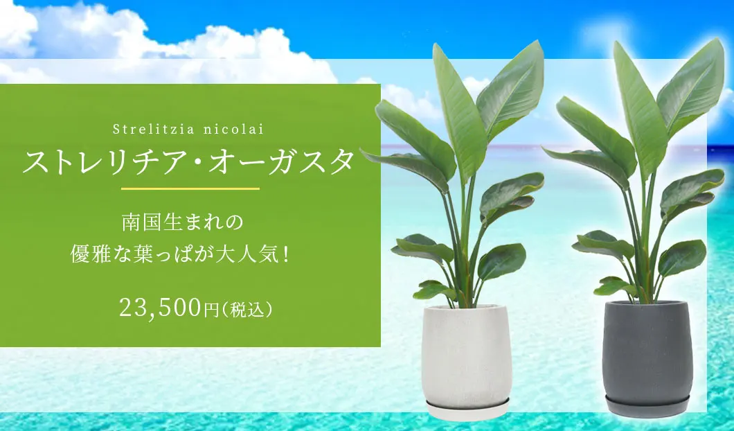 ストレリチア・オーガスタ 観葉植物 23,500円(税込)