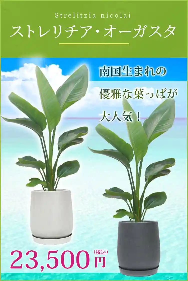 ストレリチア・オーガスタ 観葉植物 23,500円(税込)