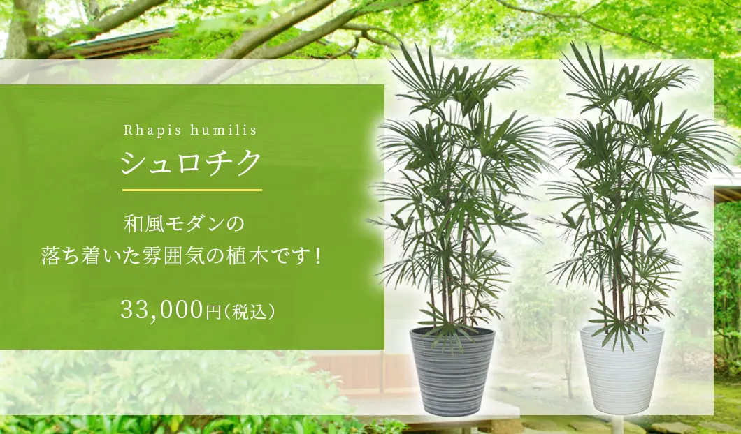 シュロチク 観葉植物 33,000円(税込)