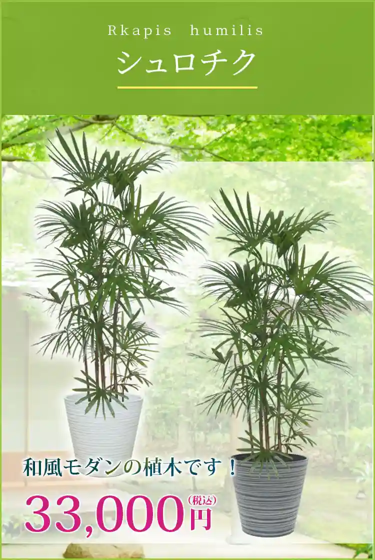 シュロチク 観葉植物 33,000円(税込)