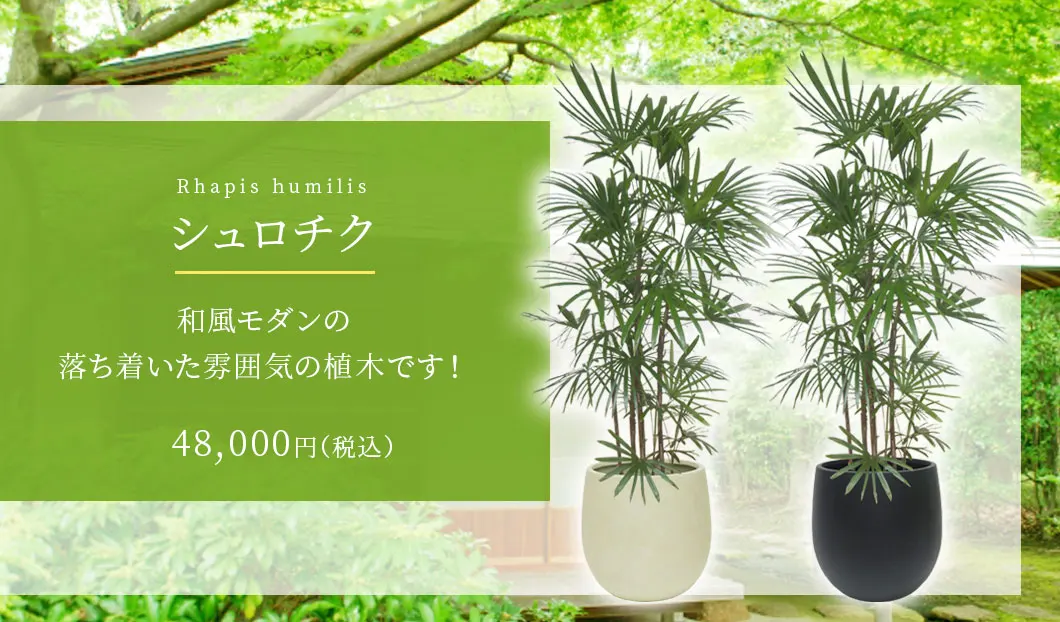 シュロチク 観葉植物 48,000円(税込)