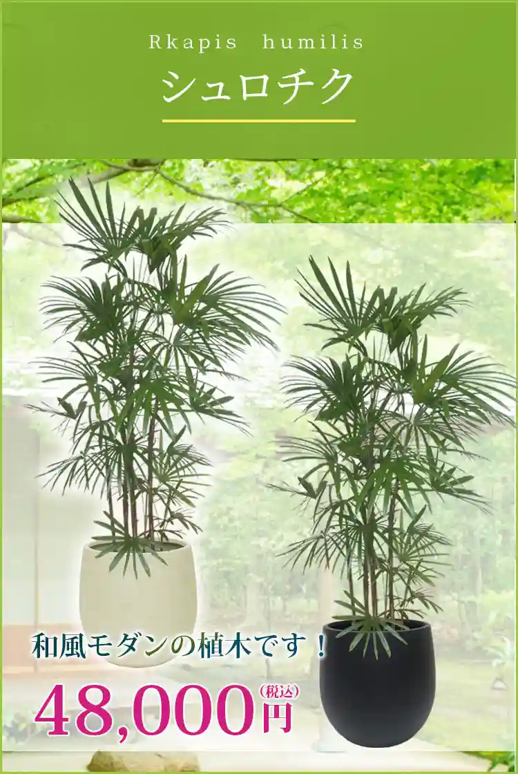 シュロチク 観葉植物 48,000円(税込)