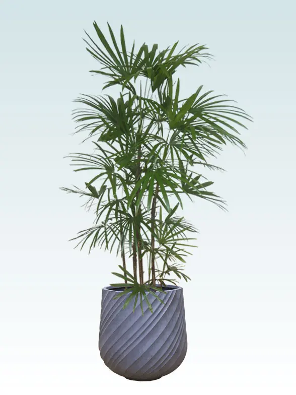 シュロチク 大鉢Lサイズ スパイラル型、グラスファイバー製鉢カバー付