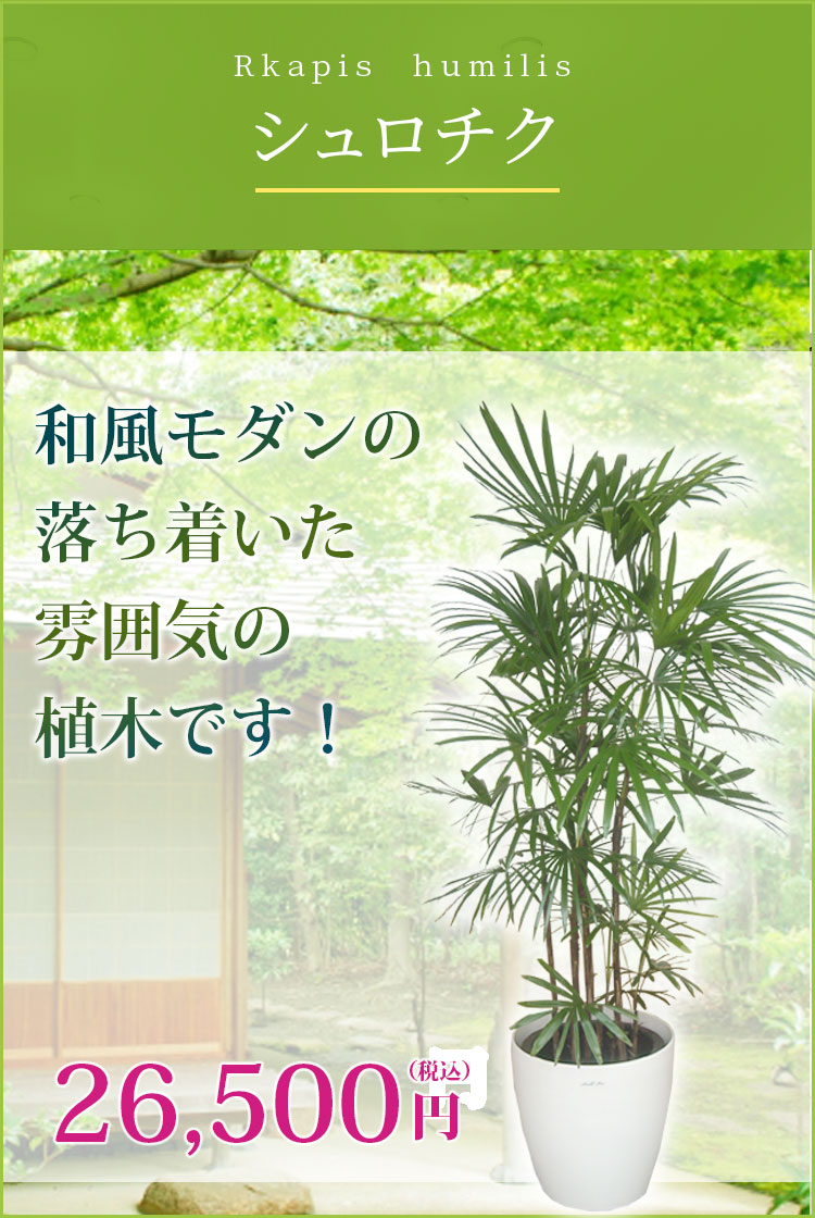 シュロチク ラスターポット付 Lサイズ 観葉植物の販売 通販の観葉植物のオアシス