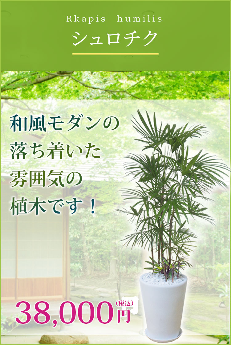 シュロチク 陶器鉢 ラウンドタイプ白色 Lサイズ 観葉植物の販売 通販の観葉植物のオアシス