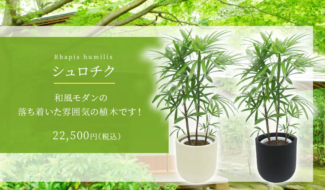 シュロチク 観葉植物 22,500円(税込)