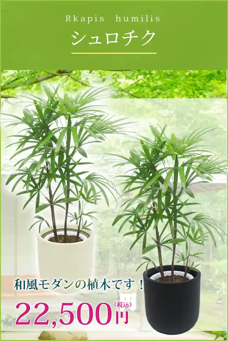 シュロチク 観葉植物 22,500円(税込)