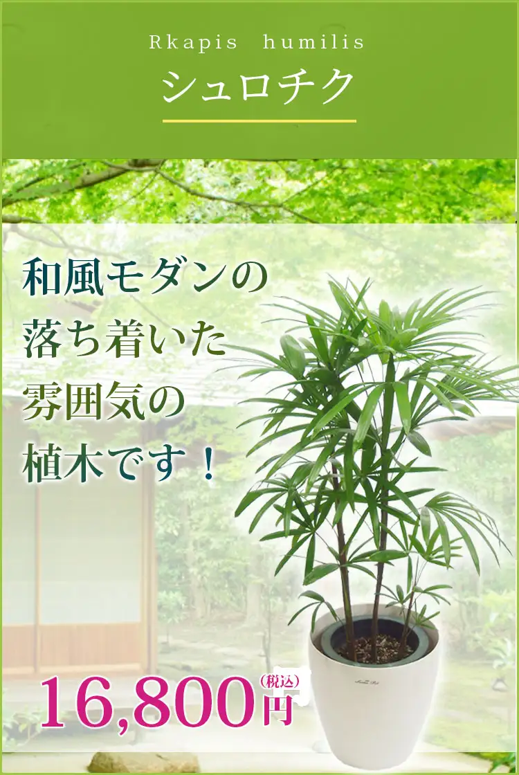 シュロチク(ラスターポット付) Ｍサイズ/観葉植物の販売、通販の観葉