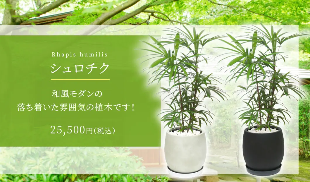 シュロチク 観葉植物 25,500円(税込)