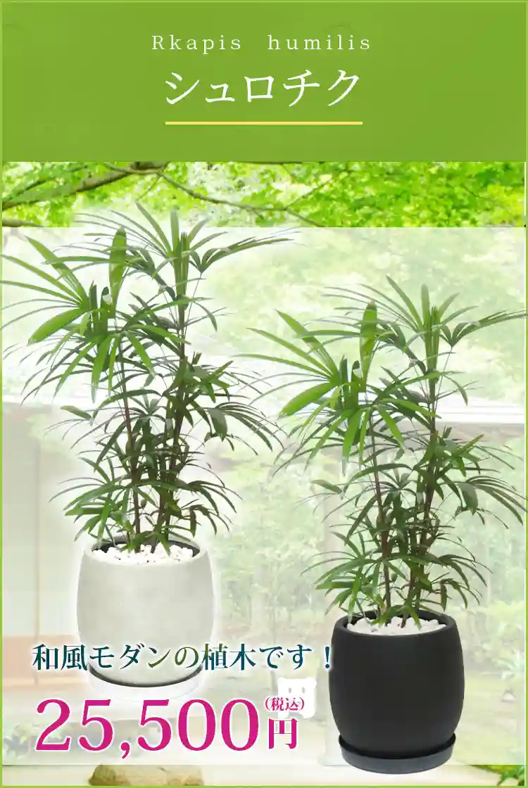 シュロチク 観葉植物 25,500円(税込)