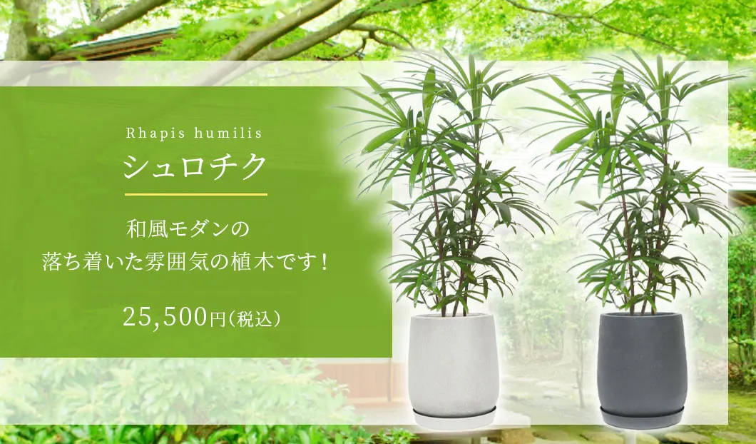 シュロチク 観葉植物 25,500円(税込)