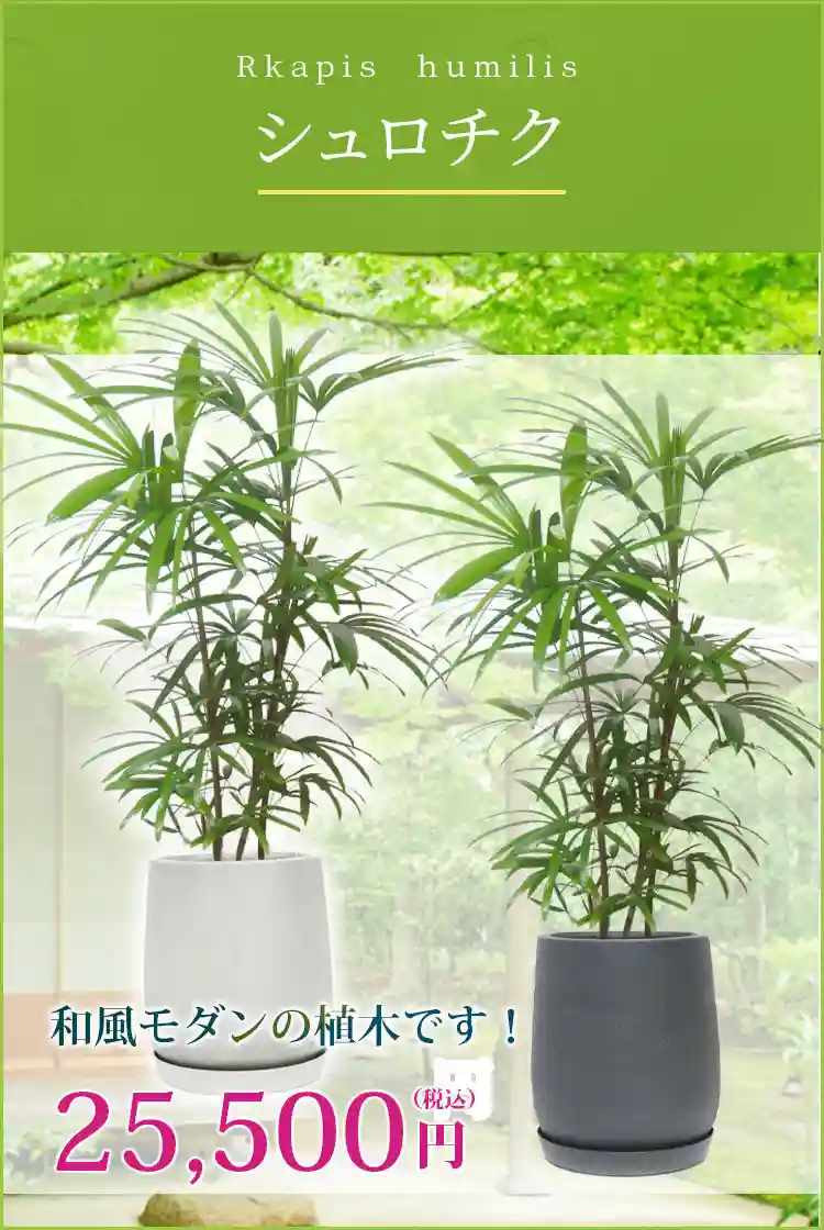 シュロチク 観葉植物 25,500円(税込)