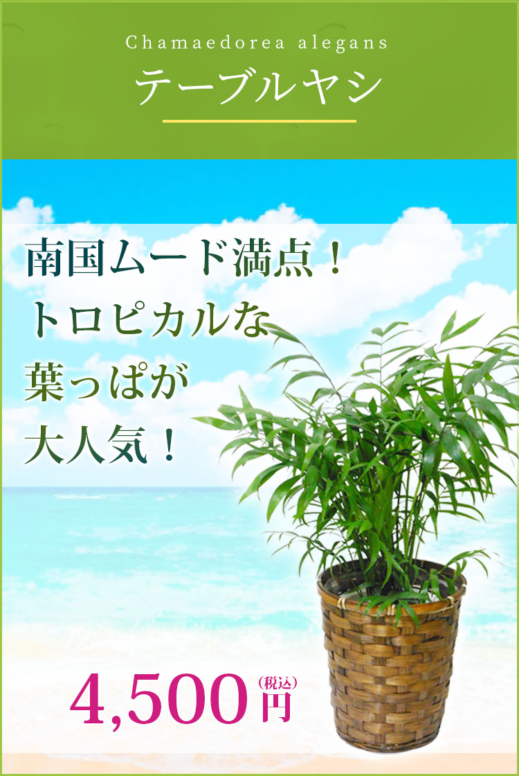 テーブルヤシ 籐かご付 ダークブラウン色 ｓサイズ 観葉植物の販売 通販の観葉植物のオアシス