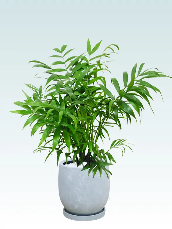 テーブルヤシ スタイリッシュ 陶器鉢6号ラウンド白色