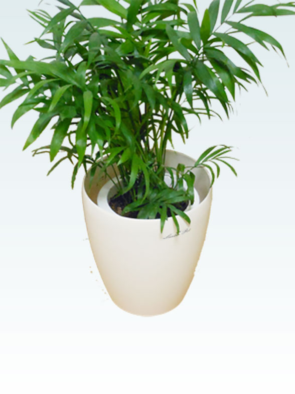 テーブルヤシ ラスターポット付 ｓサイズ 観葉植物の販売 通販の観葉植物のオアシス