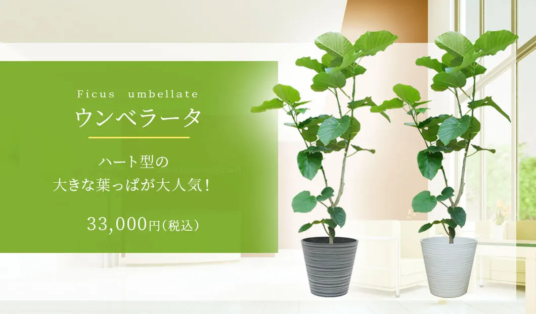 ウンベラータ 観葉植物 33,000円(税込)