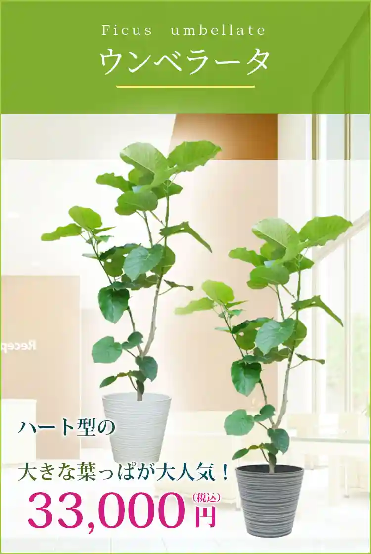 ウンベラータ 観葉植物 33,000円(税込)