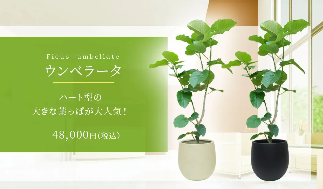 ウンベラータ 観葉植物 48,000円(税込)