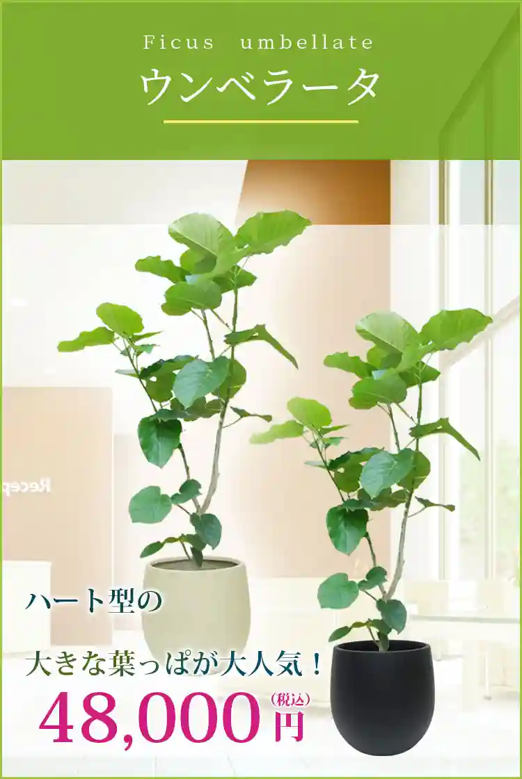 ウンベラータ 観葉植物 48,000円(税込)