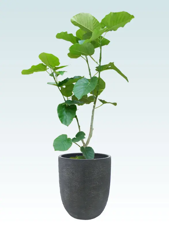 ウンベラータ 大鉢Lサイズ エッグポット型、グラスファイバー製鉢カバー付