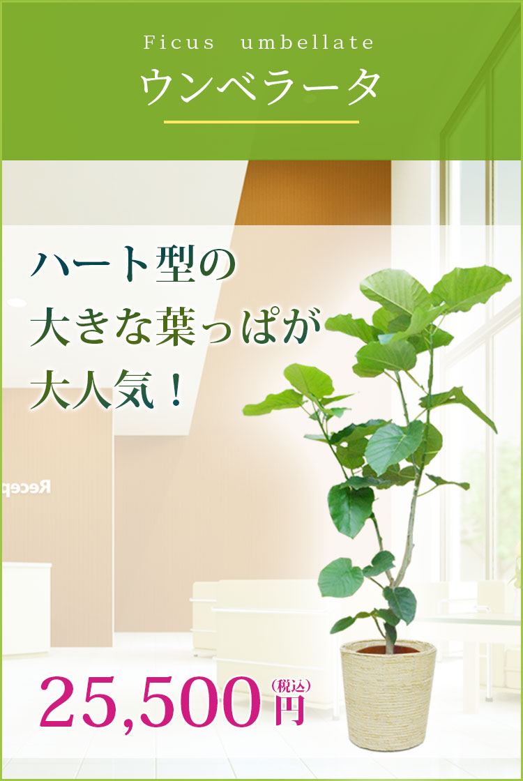 ウンベラータ かご付 コーンホワイト色 Lサイズ 観葉植物の販売 通販の観葉植物のオアシス