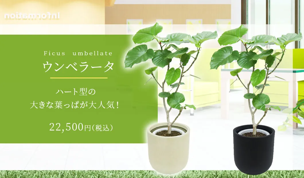 ウンベラータ 観葉植物 22,500円(税込)