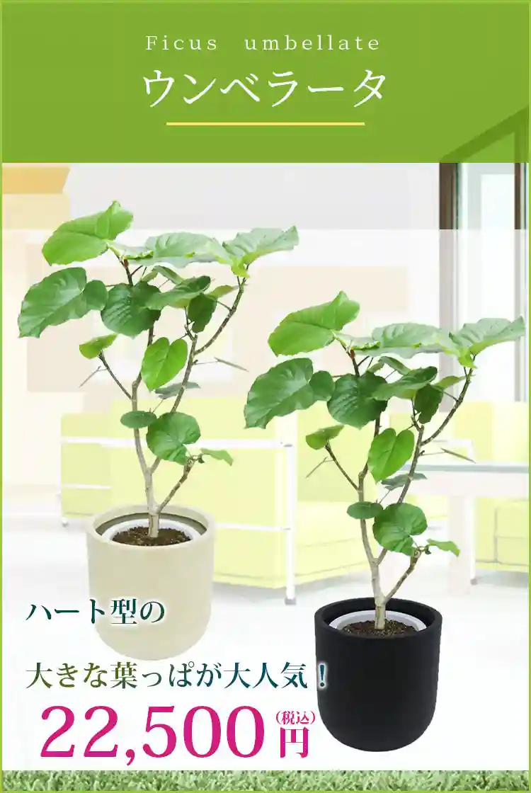 ウンベラータ 観葉植物 22,500円(税込)