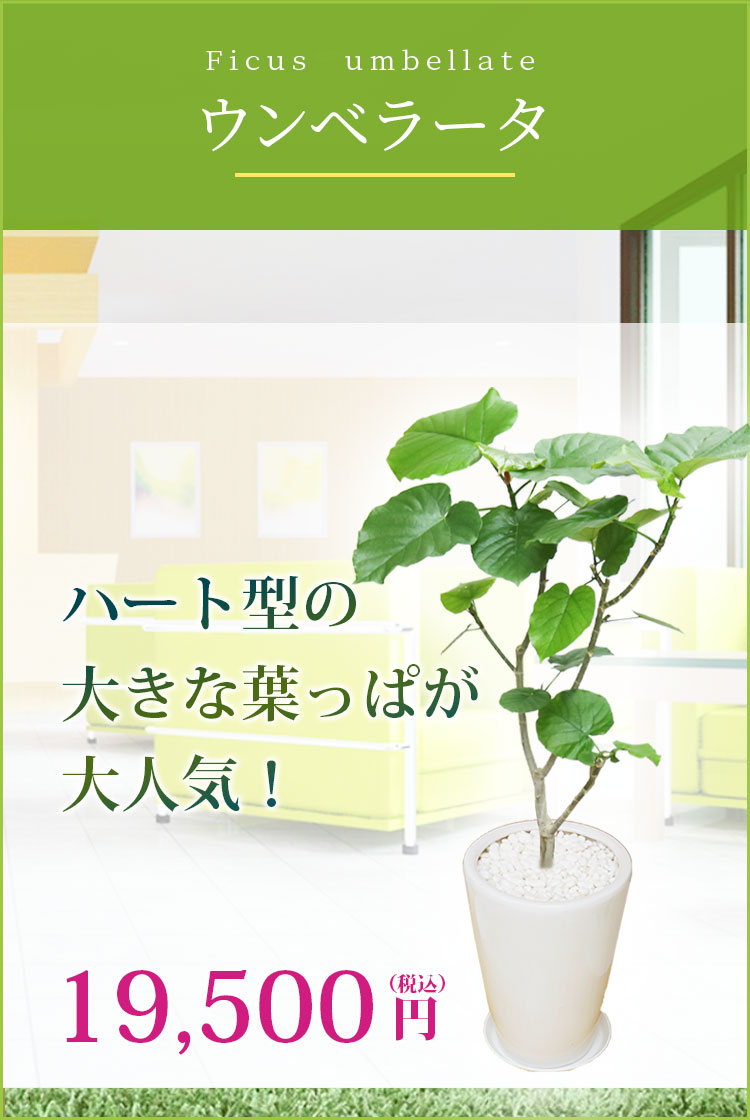 ウンベラータ 陶器鉢植込みラウンドタイプ白色 スタイリッシュ 観葉植物の販売 通販の観葉植物のオアシス