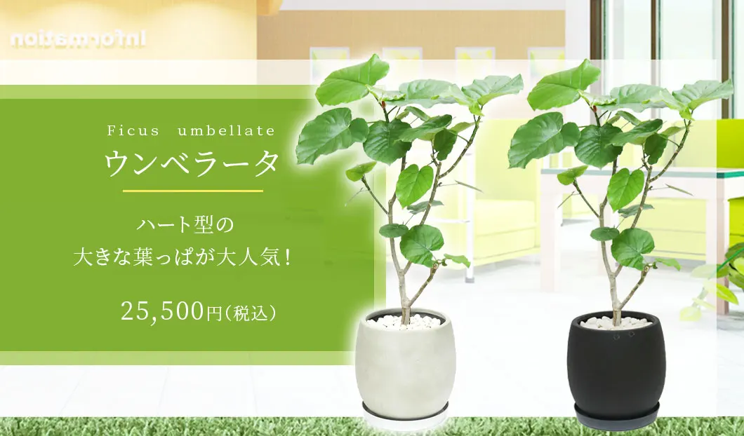 ウンベラータ 観葉植物 25,500円(税込)