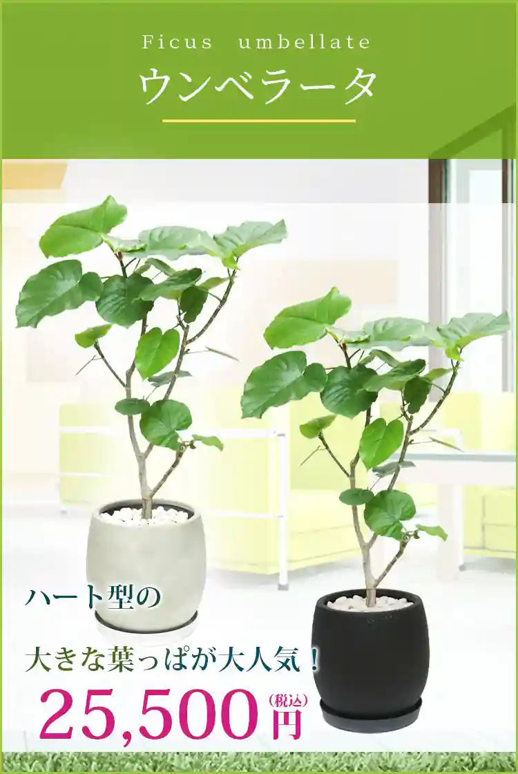 ウンベラータ 観葉植物 25,500円(税込)