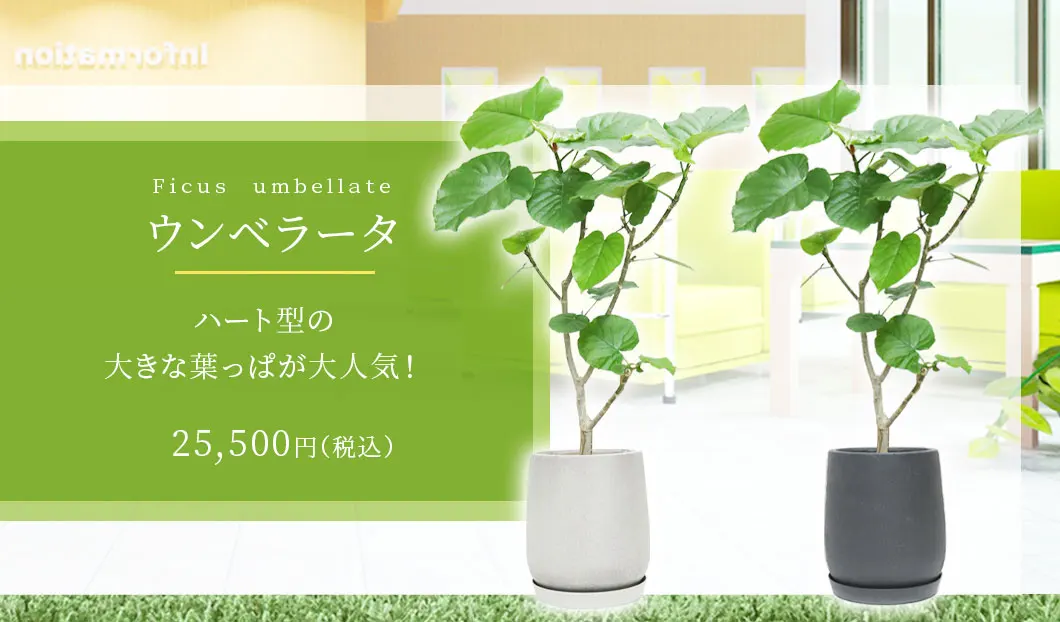 ウンベラータ 観葉植物 25,500円(税込)