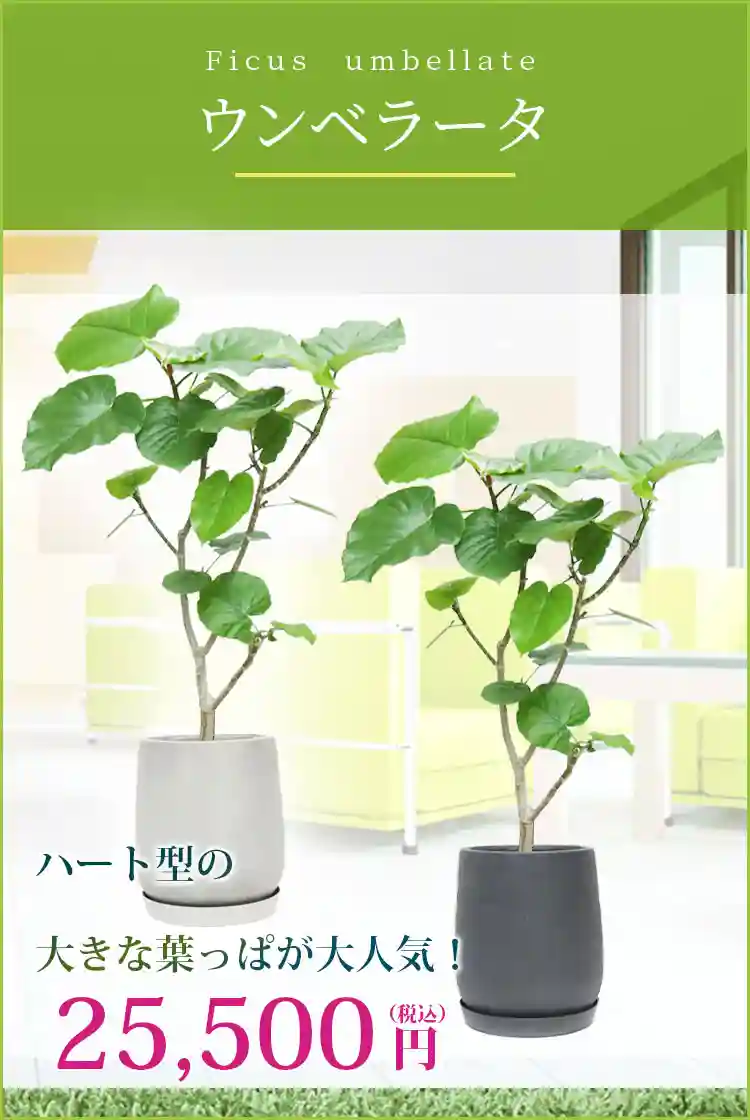 ウンベラータ 観葉植物 25,500円(税込)