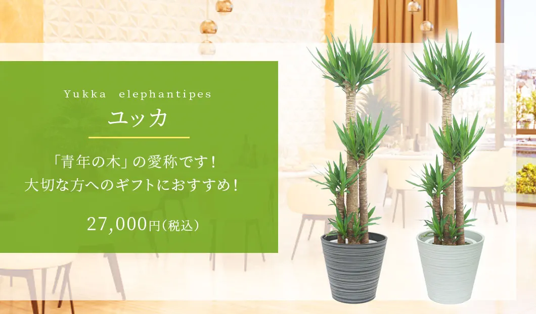 ユッカ 観葉植物 27,000円(税込)