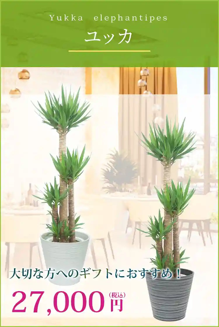 ユッカ 観葉植物 27,000円(税込)