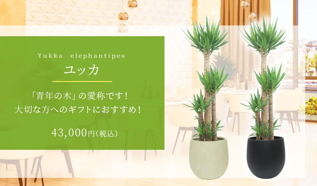 ユッカ 観葉植物 43,000円(税込)