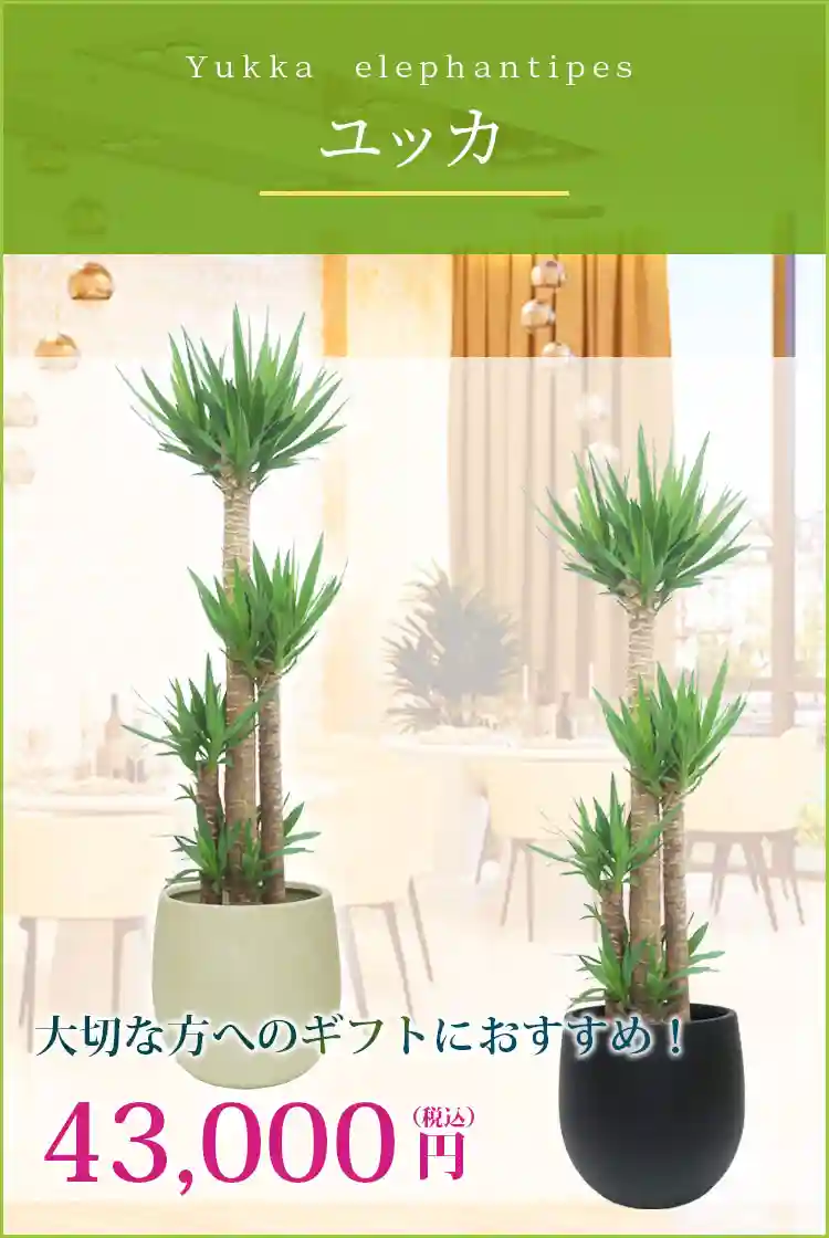 ユッカ 観葉植物 43,000円(税込)