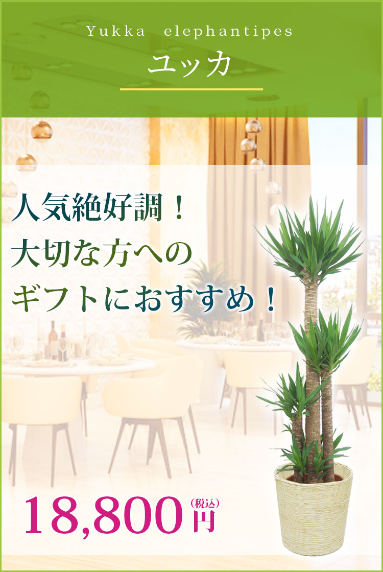 ユッカ かご付 コーンホワイト色 L サイズ 観葉植物の販売 通販の観葉植物のオアシス