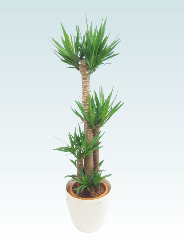 ユッカ ラスターポット付 L サイズ 観葉植物の販売 通販の観葉植物のオアシス