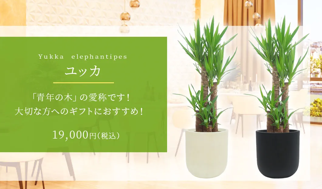 ユッカ 観葉植物 19,000円(税込)