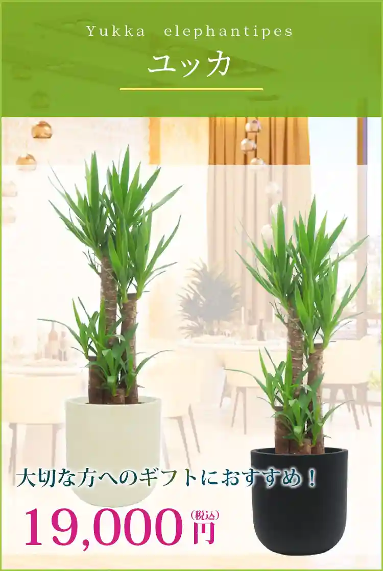 ユッカ 観葉植物 19,000円(税込)